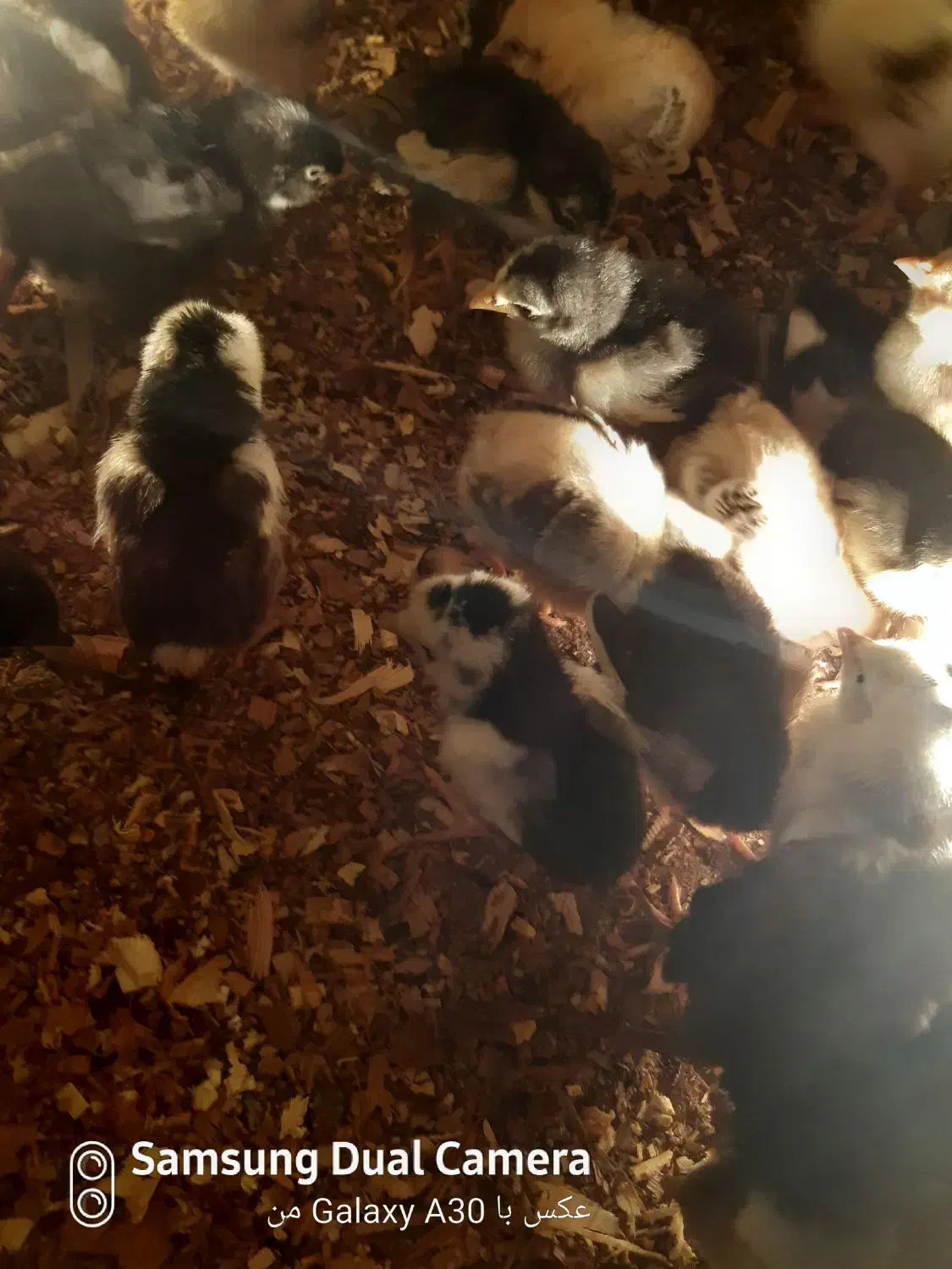 جوجه مرغ گلین|حیوانات مزرعه|بیرجند, |دیوار