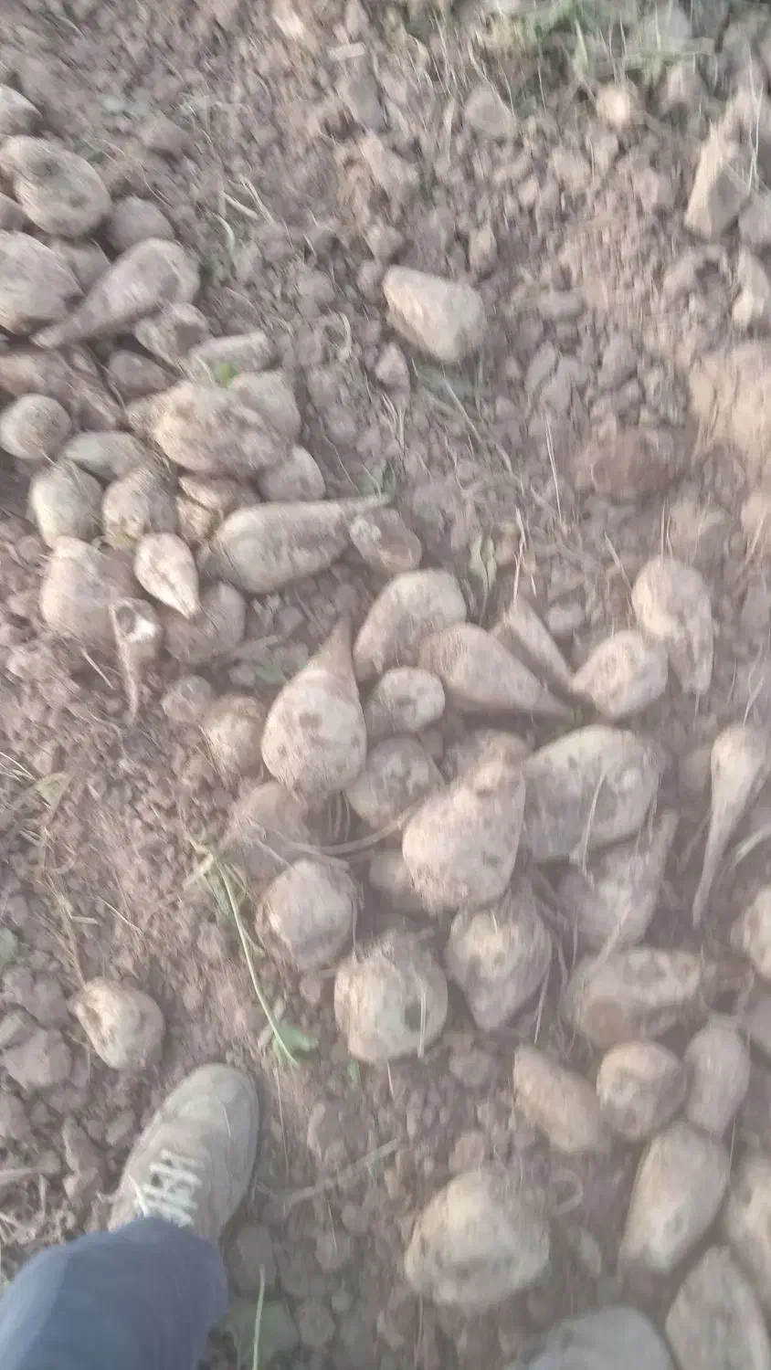 چغندرقند برای دام|حیوانات مزرعه|ایواوغلی, |دیوار