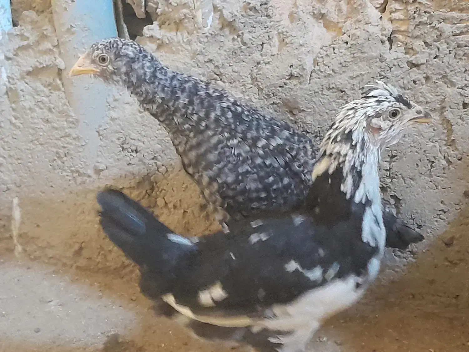 نیمچه مرغ و خروس گلین و بومی لری|حیوانات مزرعه|اصفهان, مارچین|دیوار