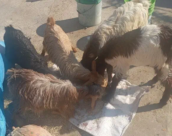 فروش 2 کهره درشت پاکستانی و2کهره ماده ویک کهره نر|حیوانات مزرعه|بهبهان, |دیوار