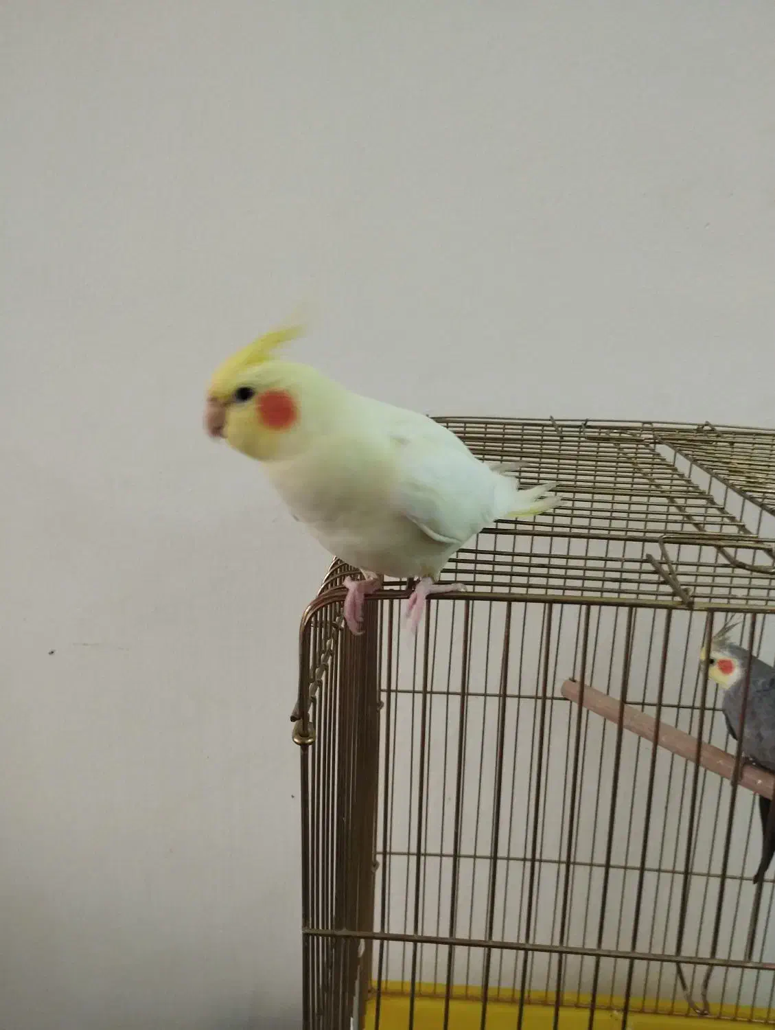 عروس هلندی ماده رام و دستی|پرنده|اردبیل, |دیوار