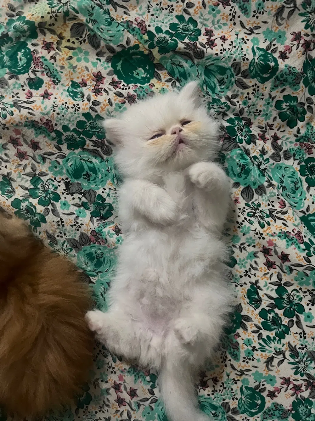 گربه|گربه|اردبیل, |دیوار