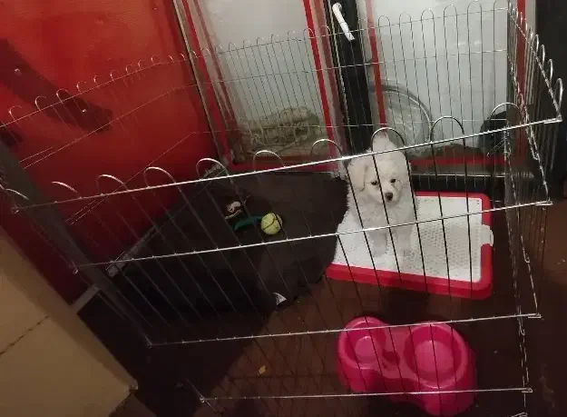 سگ دوماهه|سگ|محمدیه-قزوین, |دیوار