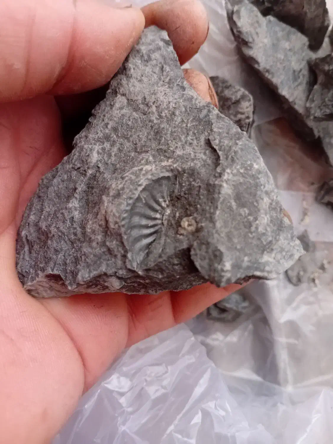 فسیل سنگ|کلکسیون و سرگرمی|خرم‌آباد, |دیوار