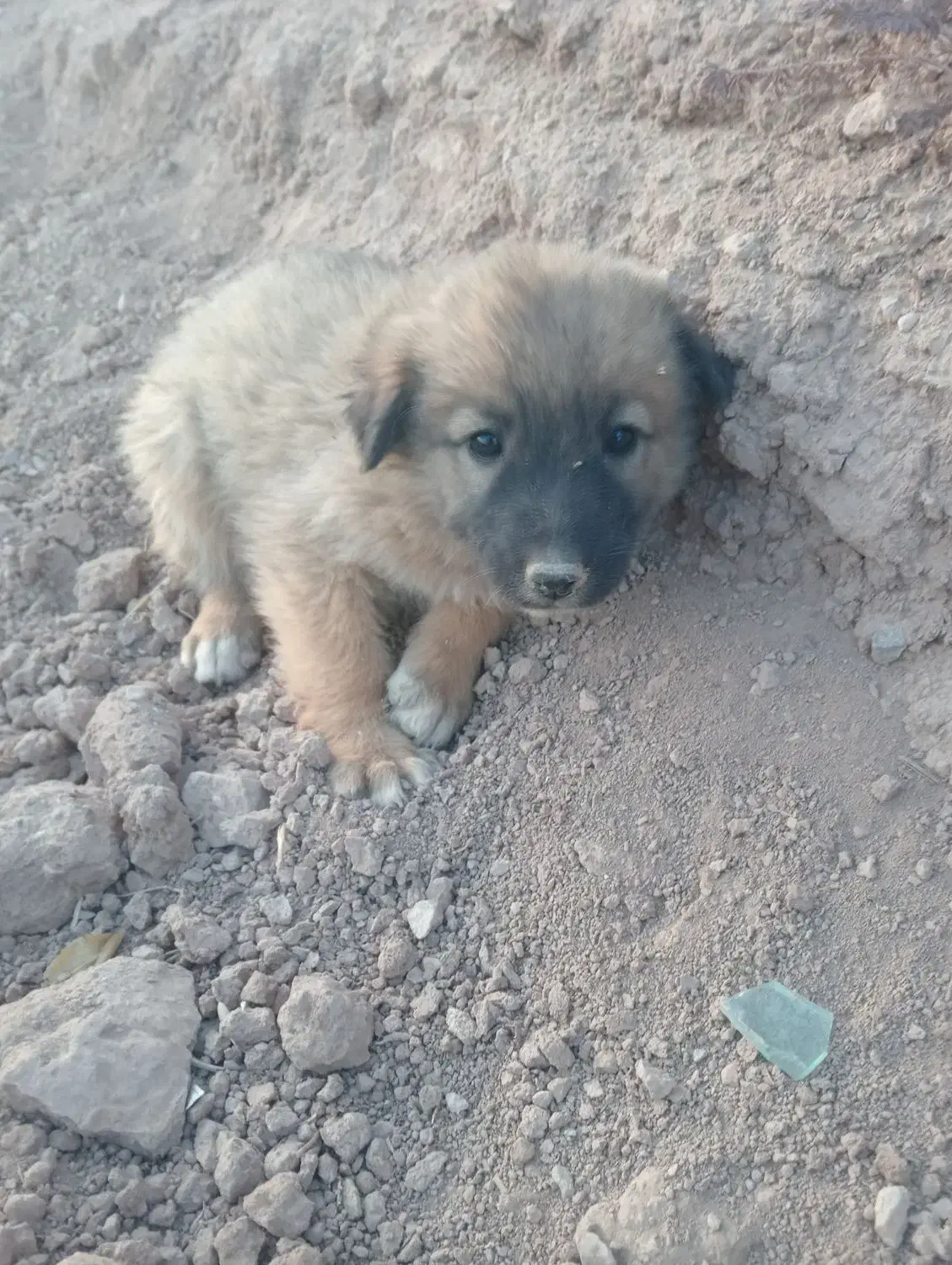 سگ افغان|سگ|کرمان, |دیوار