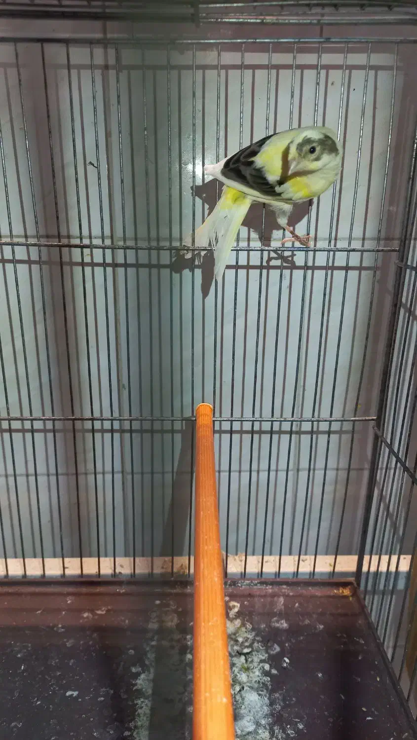 قناری نر|پرنده|بروجرد, |دیوار