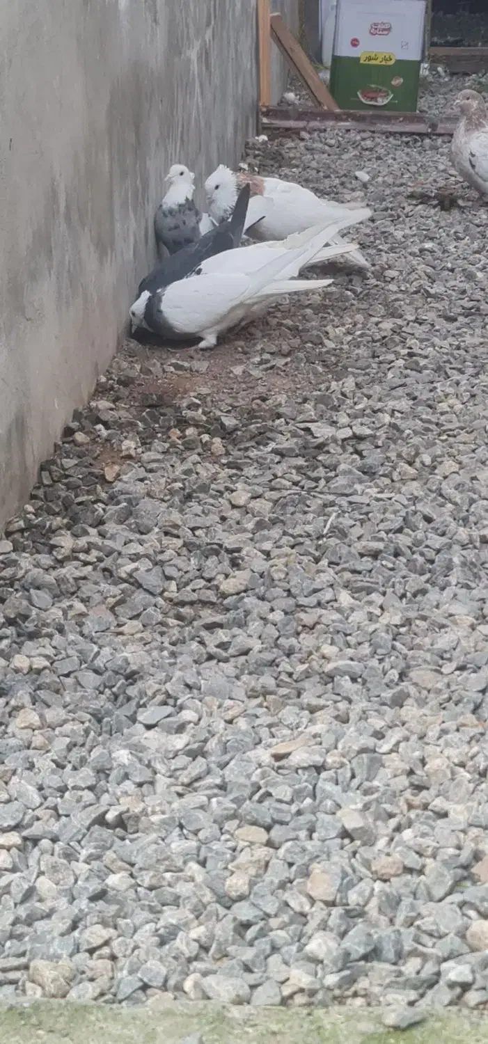 سلام کبوتر ۵ عددش کلافه طوقی ۵ تا معمولی|پرنده|بندر انزلی, پیل علی باغ|دیوار