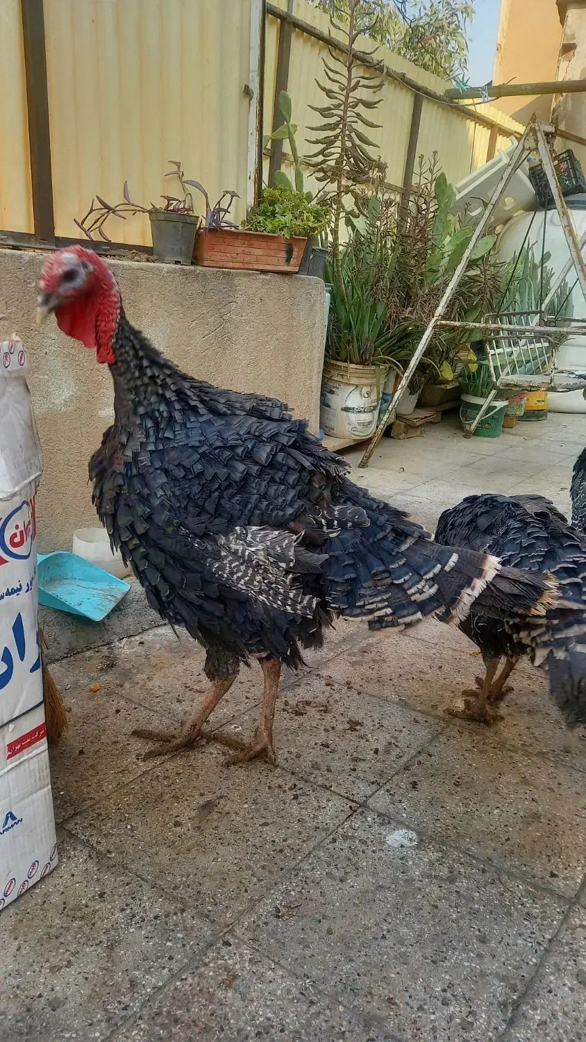 ۳ عدد بوقلمون جوان کاملا رگانیک|حیوانات مزرعه|تهران, دولاب|دیوار