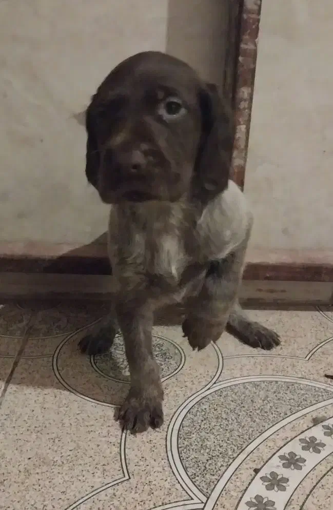 سگ پوینتر آلمانی|سگ|مینودشت, |دیوار