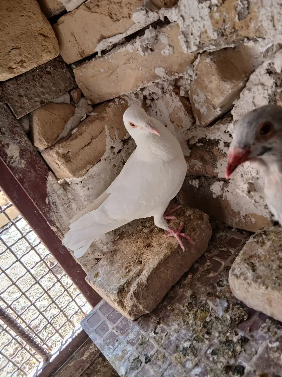 پلاکی|پرنده|حمیدیا, |دیوار