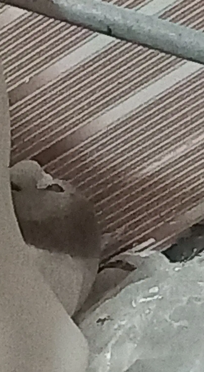 کبوتر|پرنده|بندر امام خمینی, |دیوار