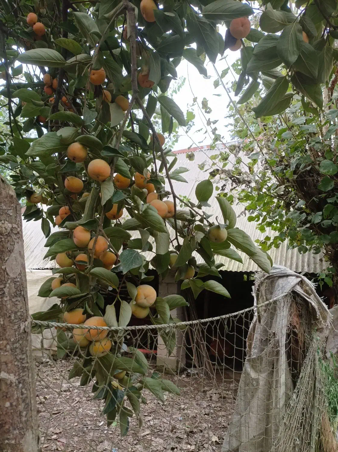 خرمالو|حراج|رشت, حومه رشت|دیوار