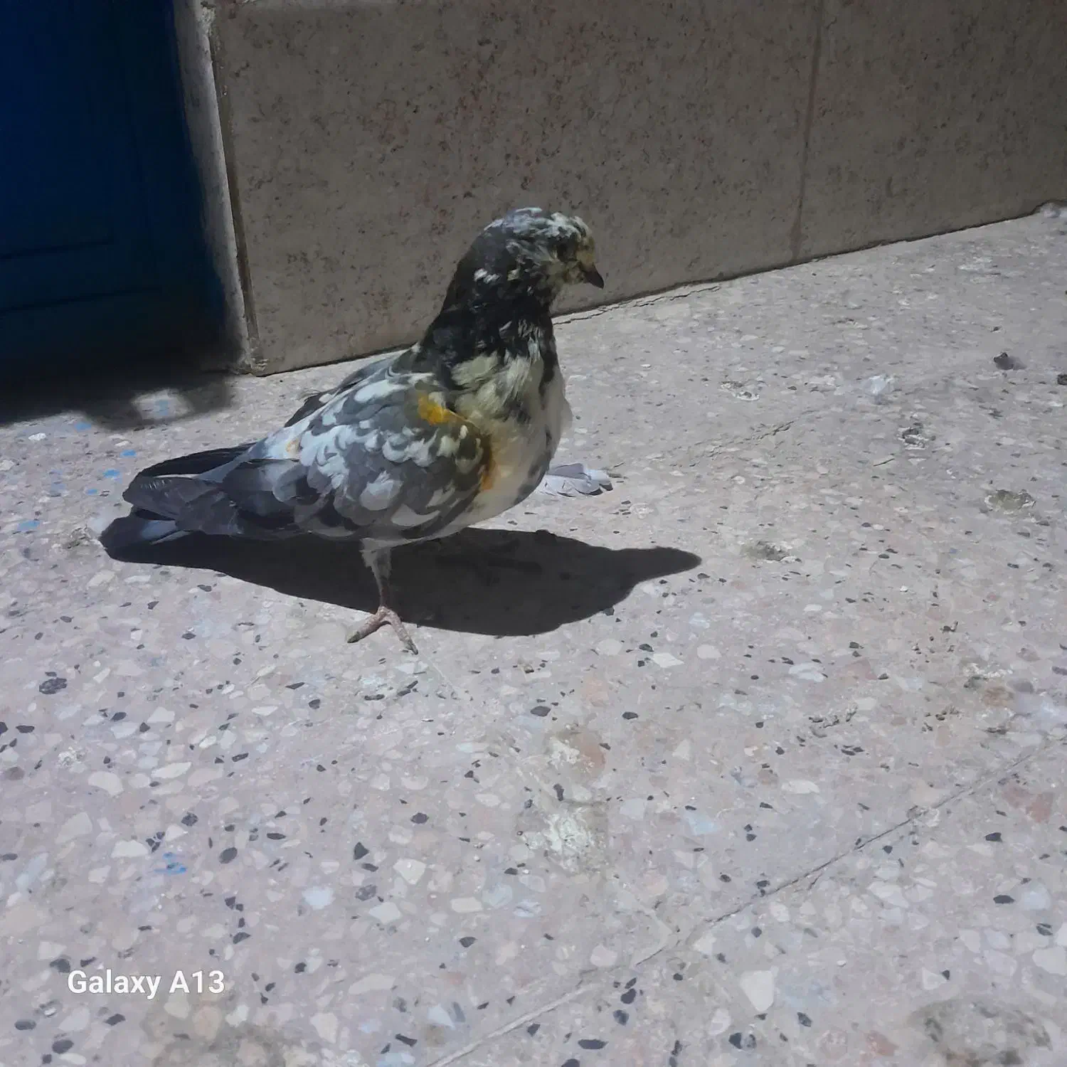 سوسکی پرشی|پرنده|کرباسک, |دیوار