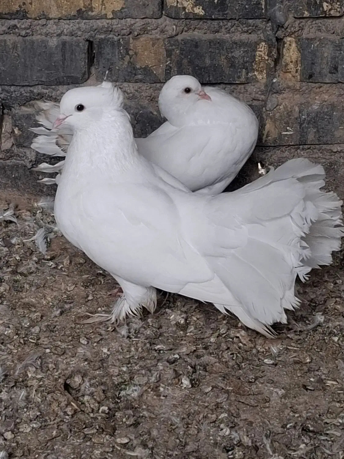 کبوتر دم چتری زینتی|پرنده|حمیدیه, |دیوار