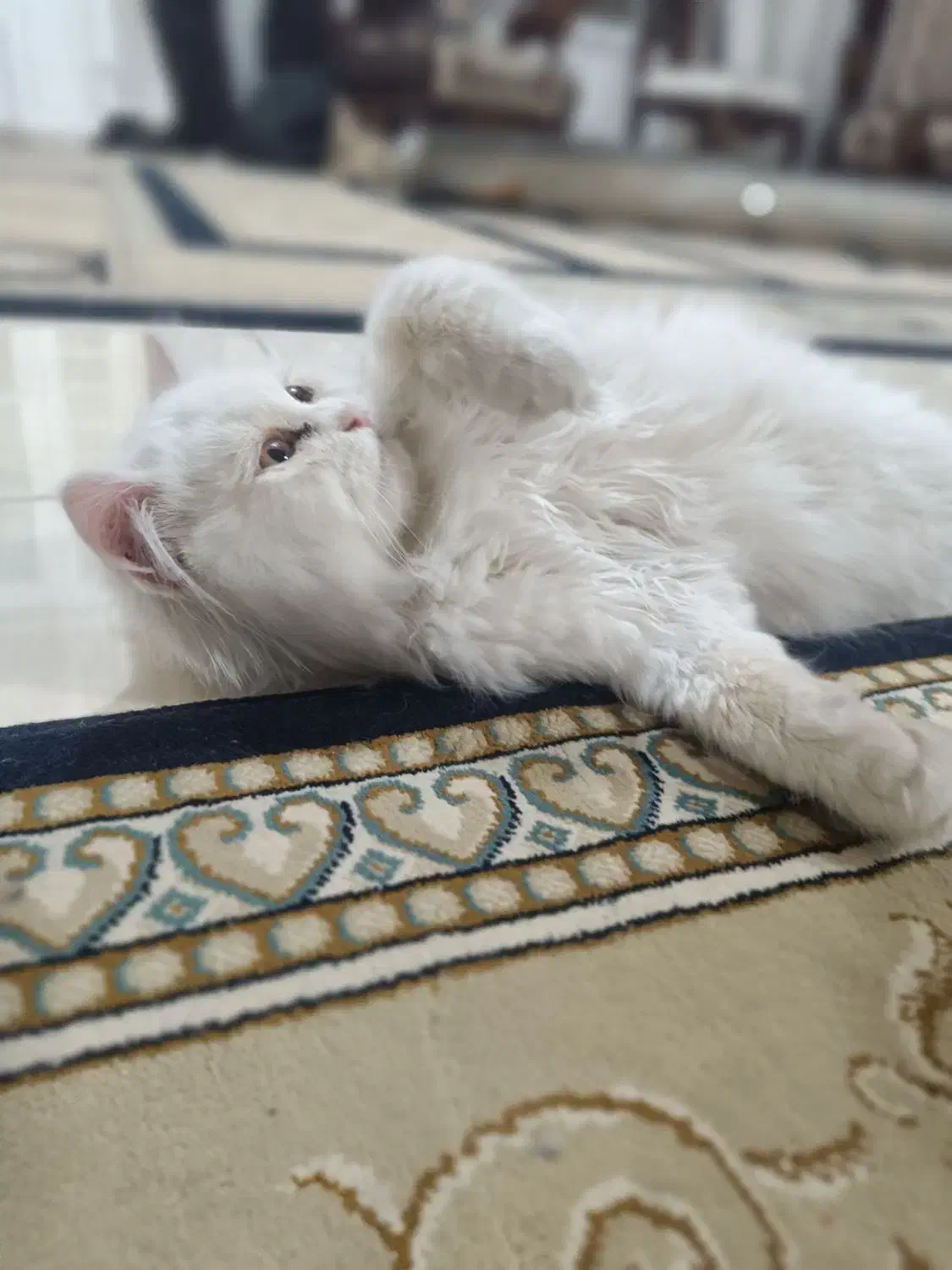 گربه|گربه|زرند, |دیوار