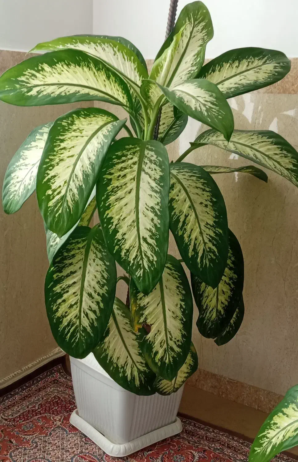 گل کاهویی|گل و گیاه طبیعی|بانه, |دیوار