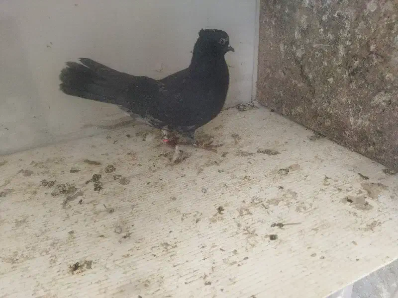 کفتر|پرنده|خمین, |دیوار