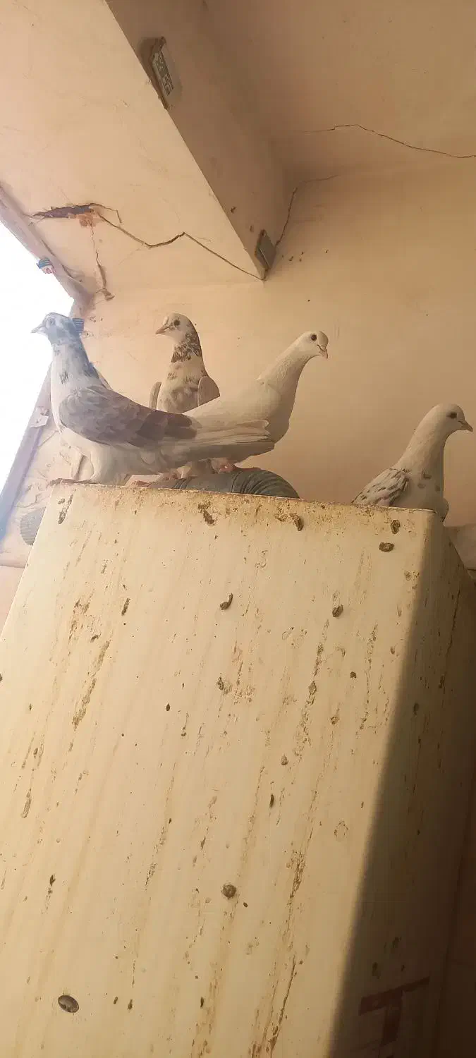 ۶ تا کفتر سالم و پرشی|پرنده|قم, شاه سید علی|دیوار