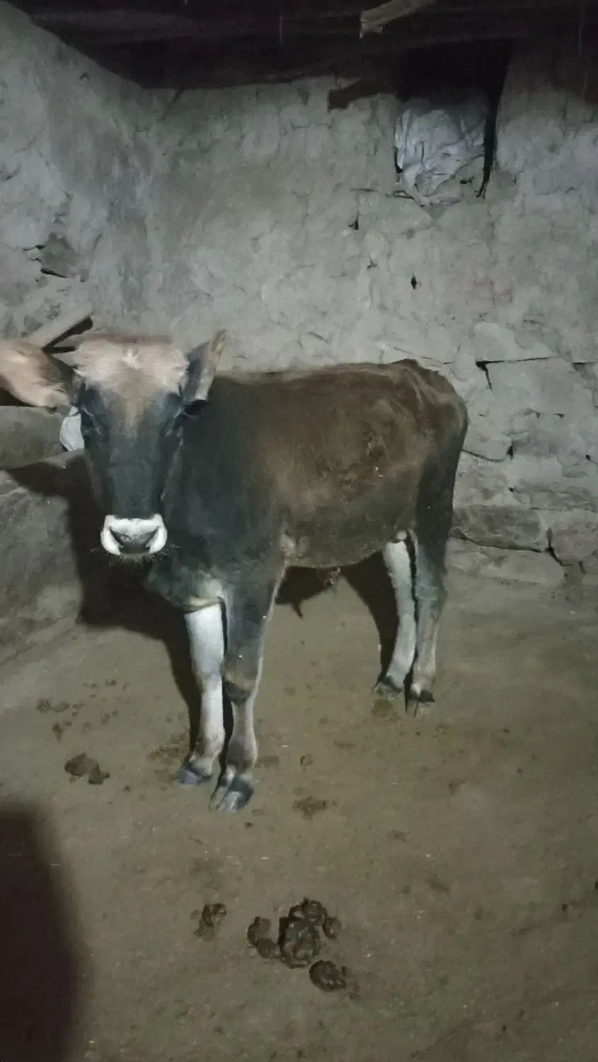 گوساله نردورگ بومی|حیوانات مزرعه|کلیائی, |دیوار
