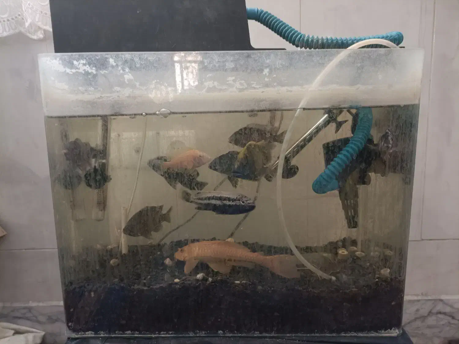 آکواریوم با لوازم کامل و ماهی|ماهی|کاشان, قطب راوندی|دیوار