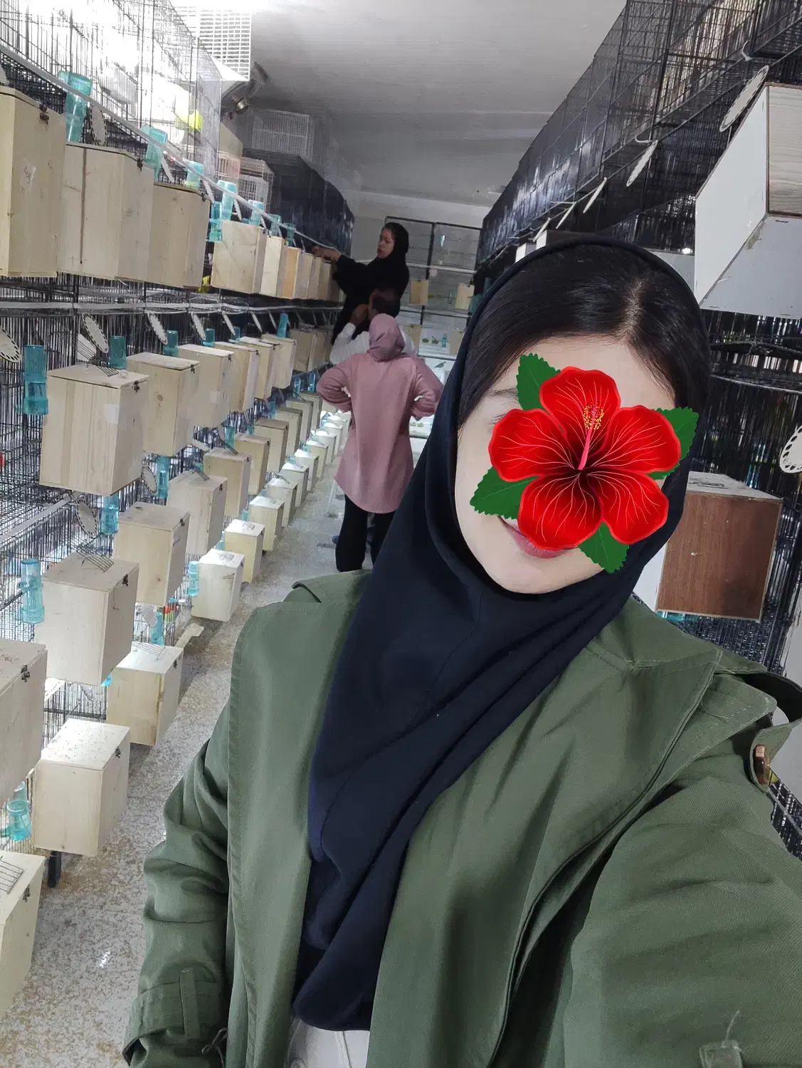 کوتوله برزیلی/قناری/پرنده/عروس هلندی/طوطی|پرنده|مشهد, فاطمیه|دیوار