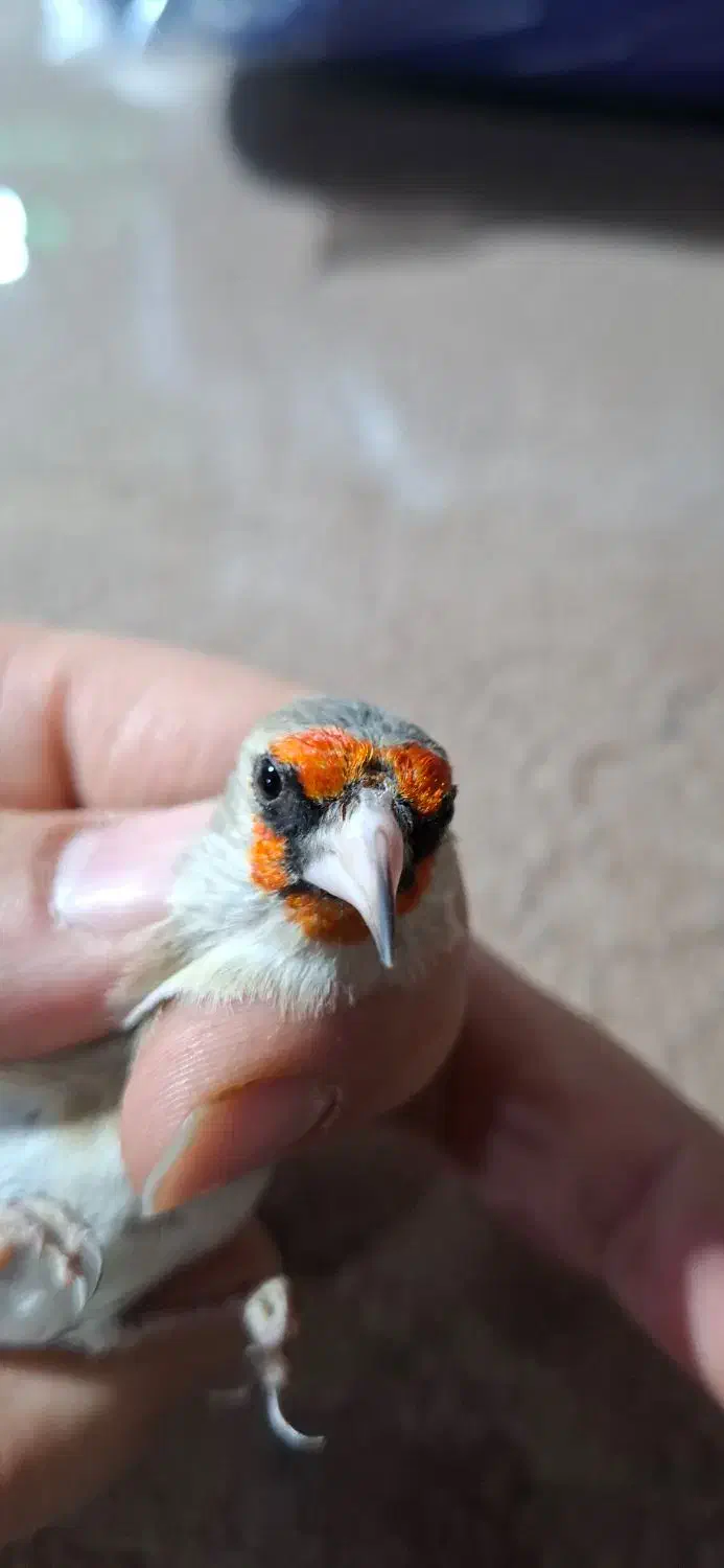 سهره کرمانی|پرنده|بجنورد, |دیوار