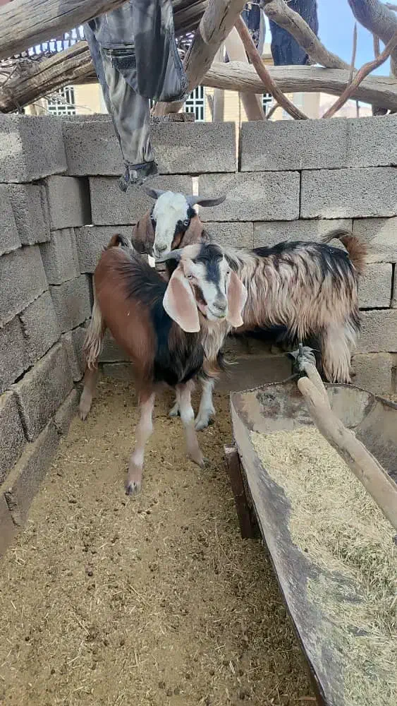 فروش کهره|حیوانات مزرعه|نیریز, |دیوار