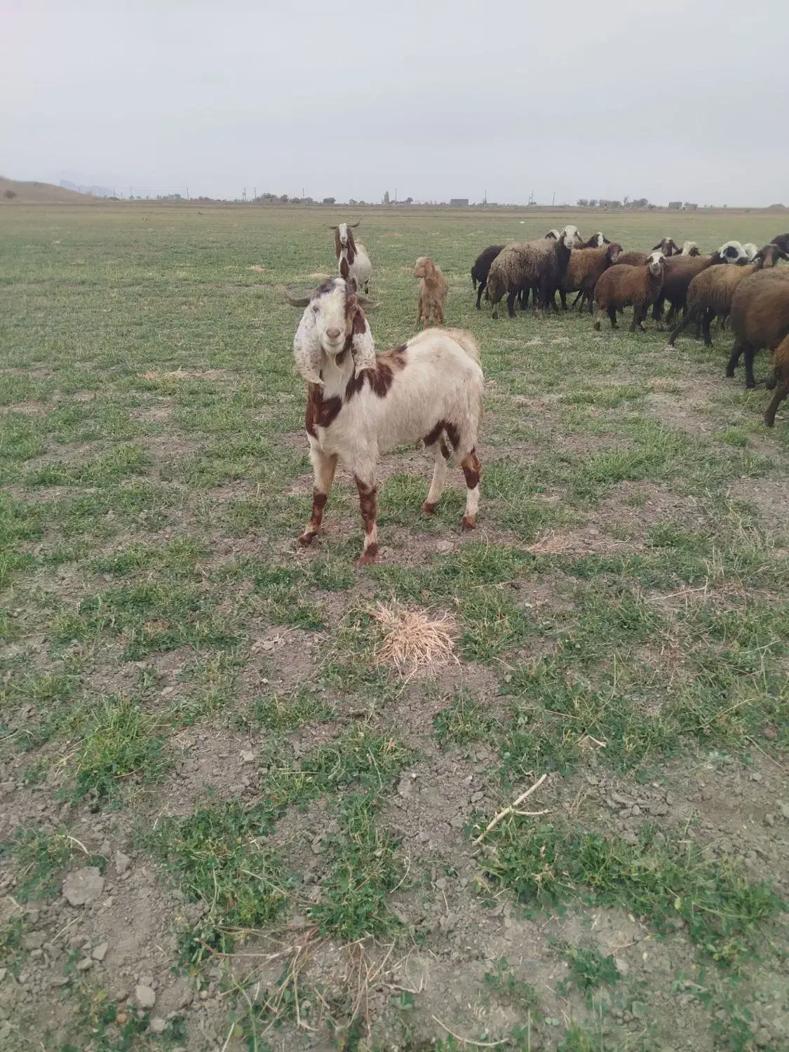 بزغاله نر نژاد دار|حیوانات مزرعه|ملایر, |دیوار