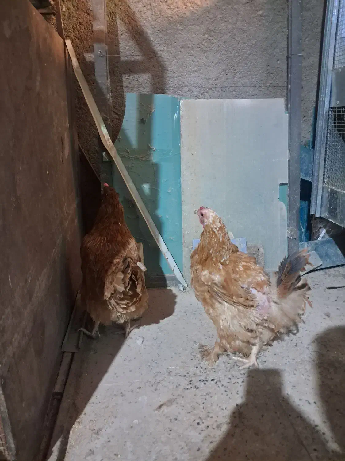 مرغ محلی ریشو وپاپر تخم گذار|حیوانات مزرعه|اردبیل, |دیوار