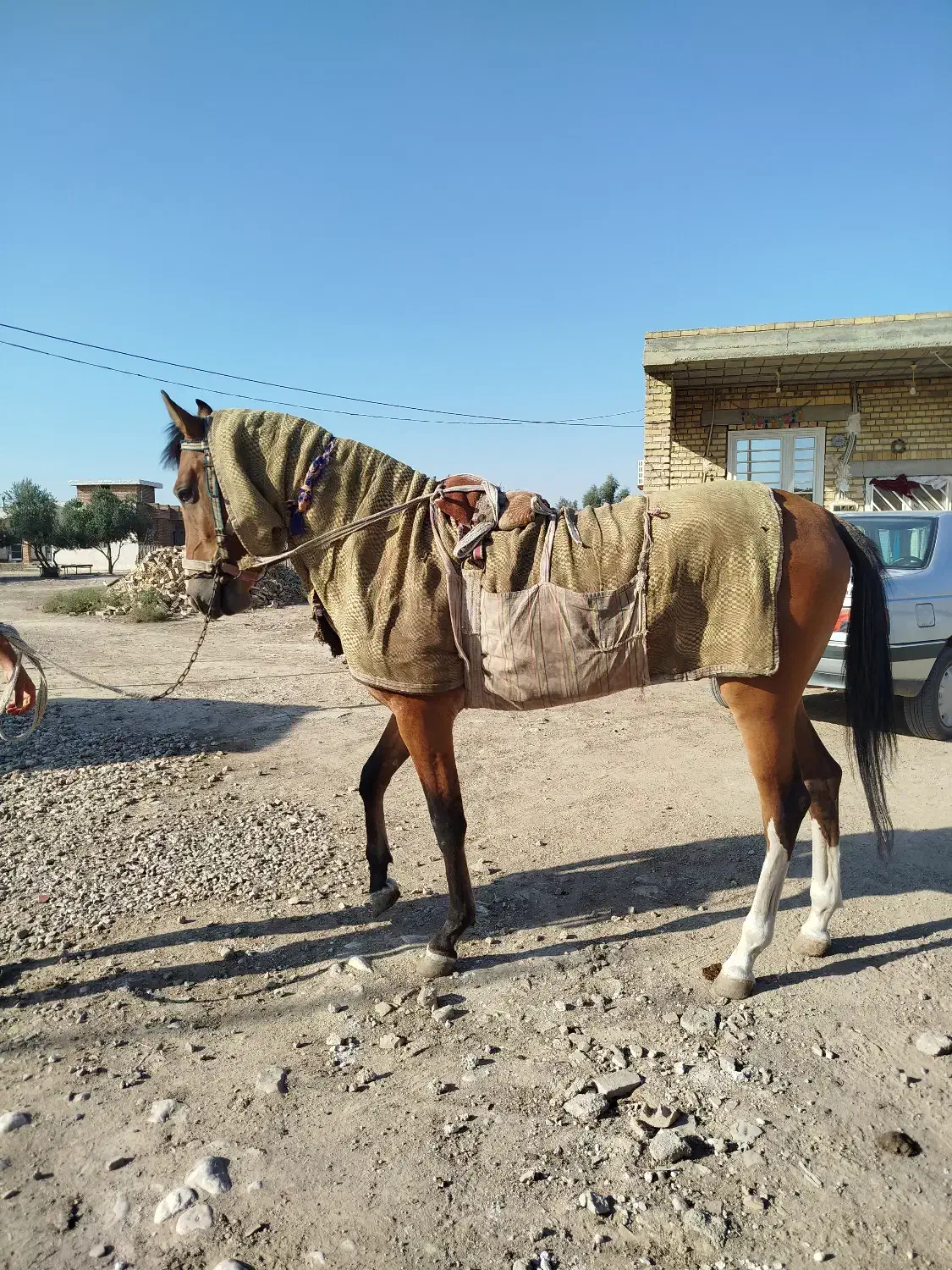 اسب ترکمن کورسی|اسب و تجهیزات اسبسواری|گنبد کاووس, |دیوار