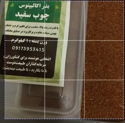 بذر اکالیپتوس- چوب سفید|خدمات باغبانی و درختکاری|لامرد, |دیوار