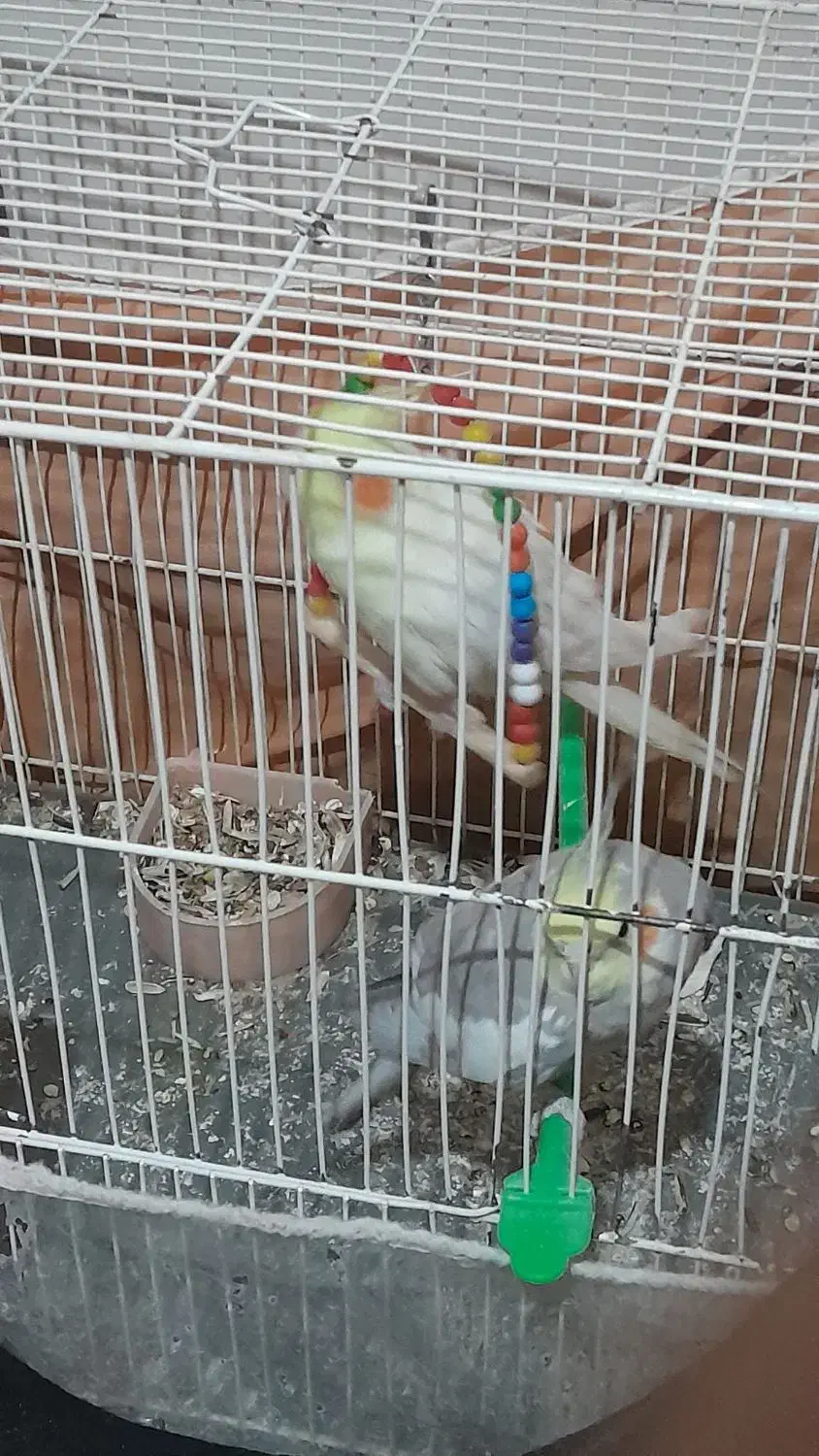 جفت عروس|پرنده|تربت جام, میان جام|دیوار