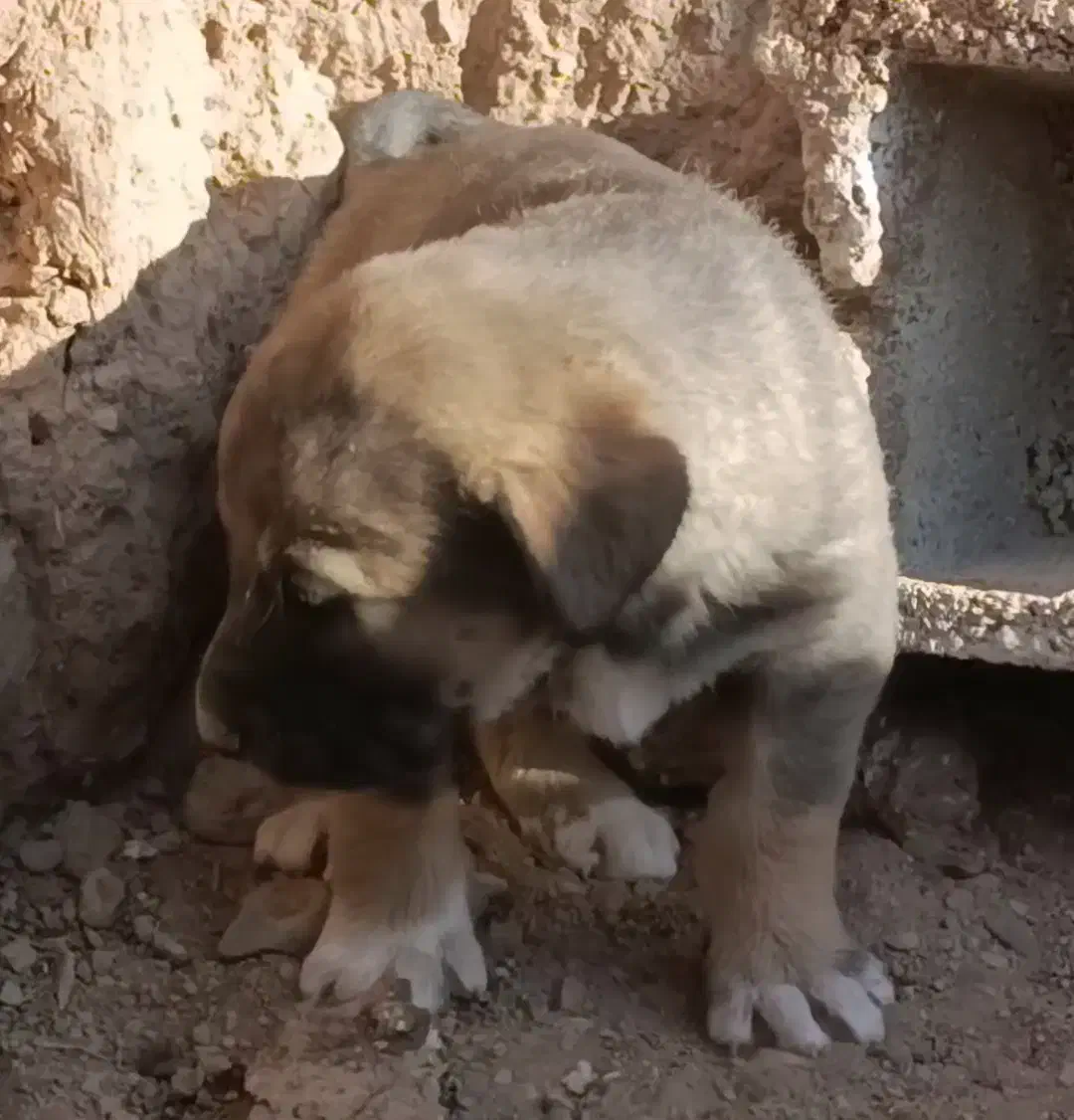 واگذاری سرابی|سگ|تهران, قلمستان|دیوار