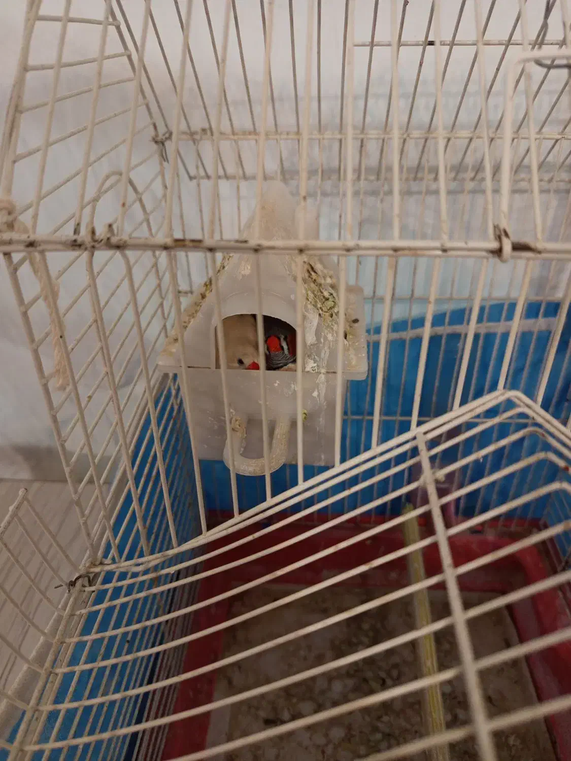 فنج باقفس|پرنده|تبریز, |دیوار