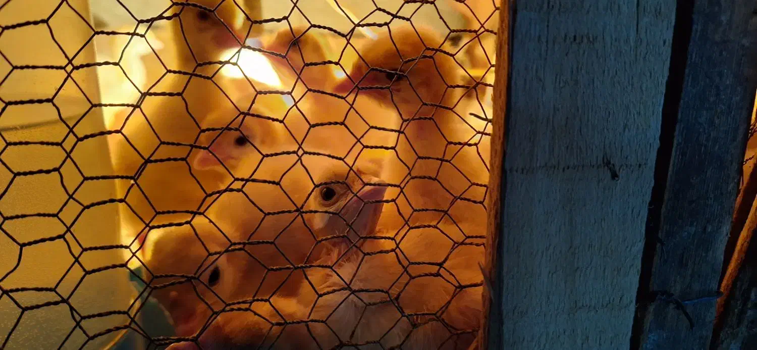 جوجه بوقلمون بیوتی سیکس|حیوانات مزرعه|قائم‌شهر, |دیوار