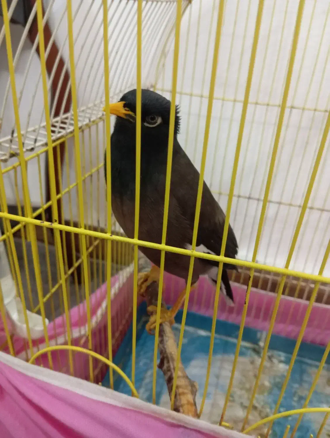 مرغ مینا|پرنده|سبزوار, شرق کال عیدگاه|دیوار