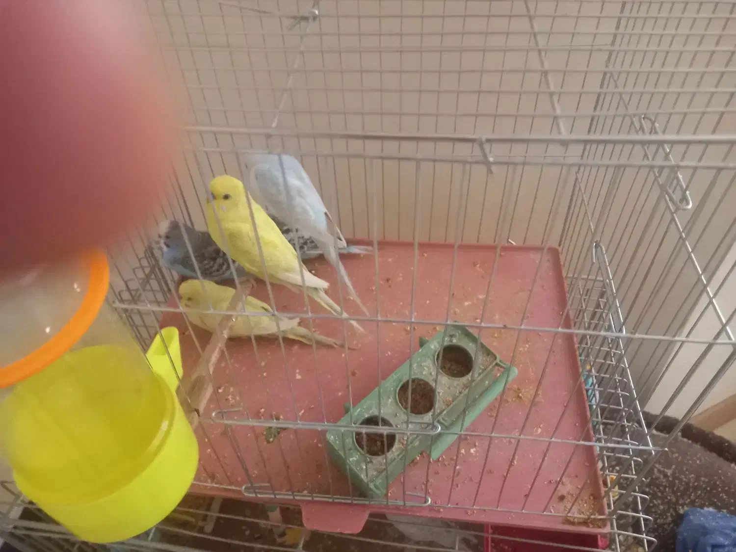 فروش ۶عددمرغ عشق|پرنده|فولادشهر, مسکن مهر فولادشهر|دیوار