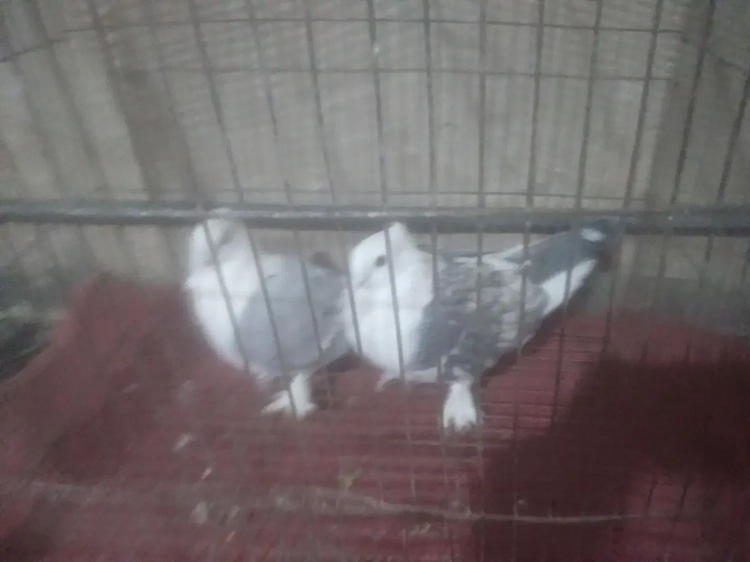 کبوتر تزیینی(چنگ موشی سینه فر)|پرنده|شیراز, درکی|دیوار