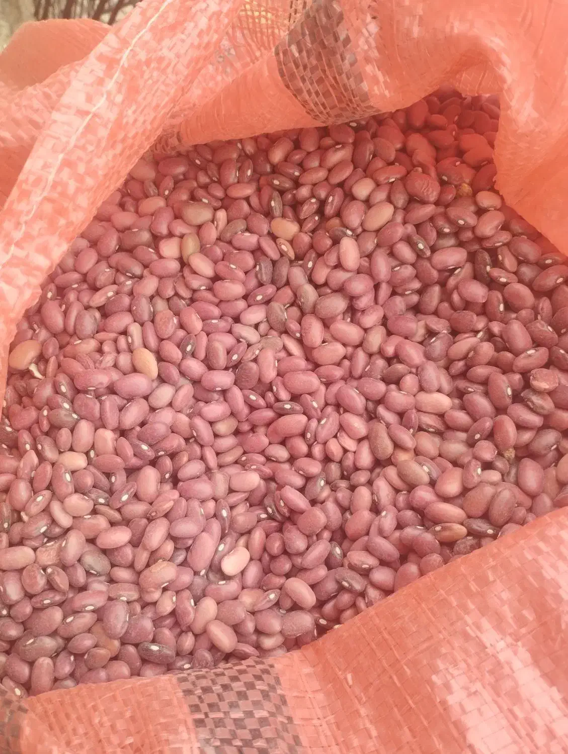 لوبیا قرمز|خوردنی و آشامیدنی|معمولان, |دیوار