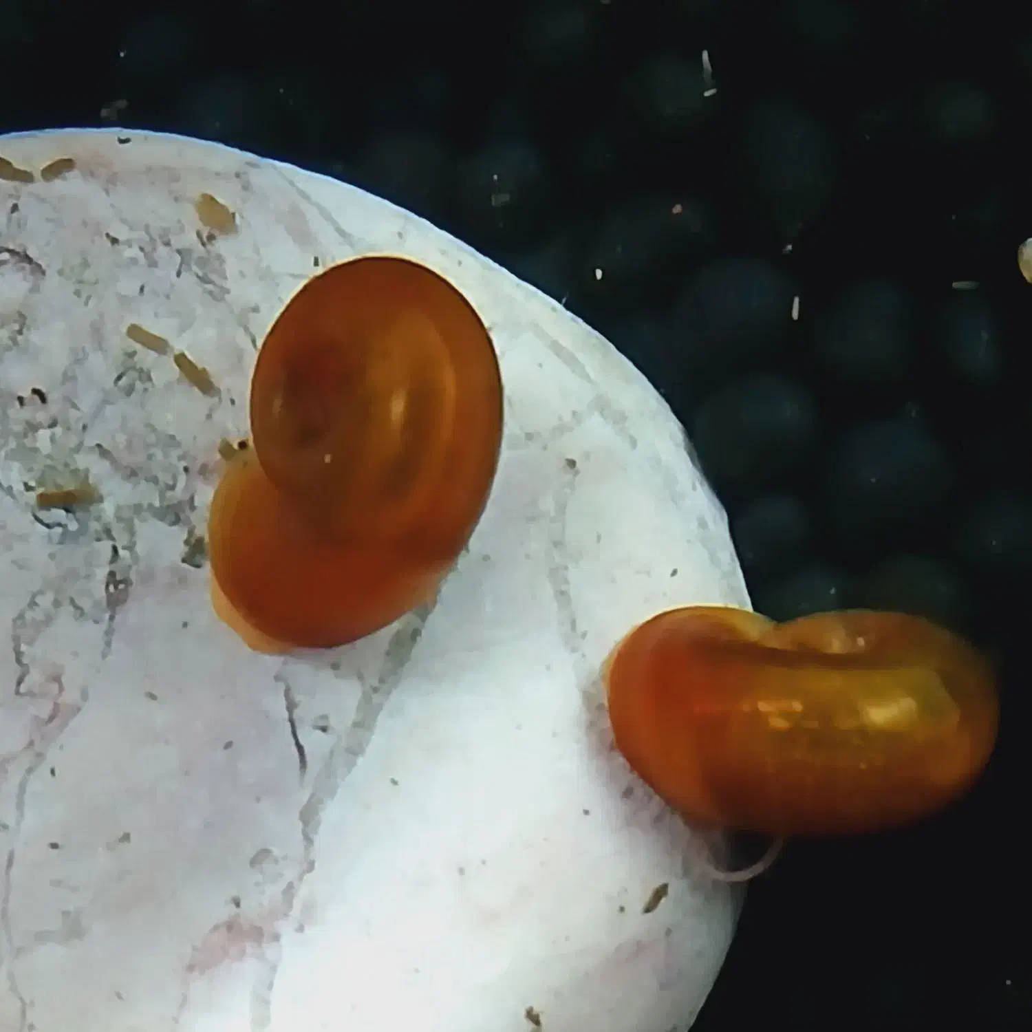 حلزون رم شورن آکواریمی|ماهی|رشت, جماران|دیوار