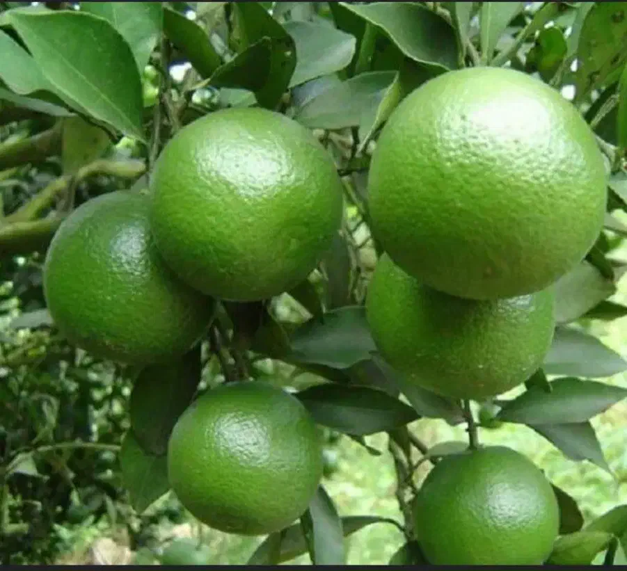 نارنج|خوردنی و آشامیدنی|رشت, پیرکلاچای|دیوار