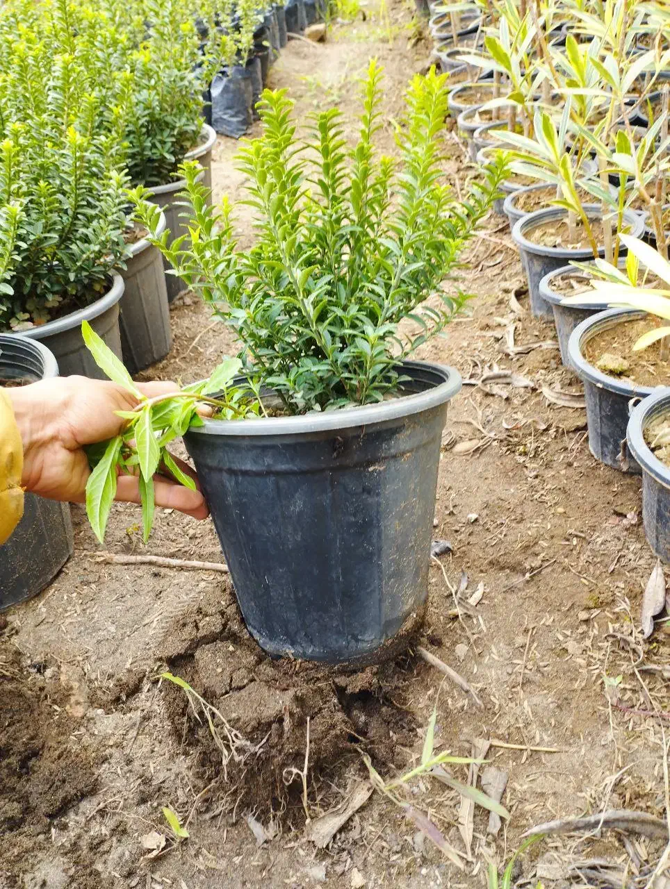 شمشاد نعنایی|گل و گیاه طبیعی|کلاچای, |دیوار