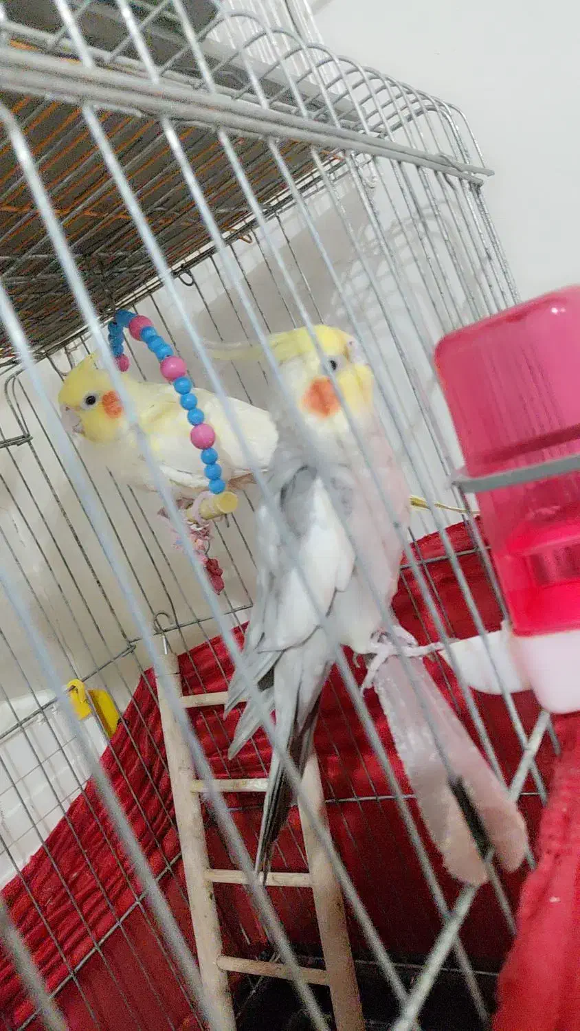 عروس هلندی|پرنده|سیمینه, |دیوار