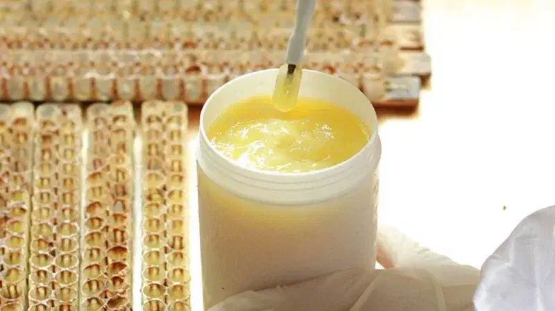 حراج ژل رویال|حراج|تبریز, |دیوار