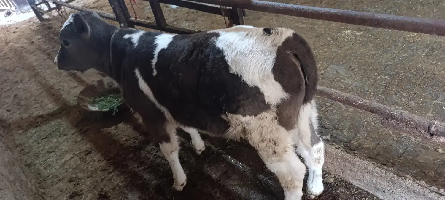 گاو|حیوانات مزرعه|قیدار, |دیوار