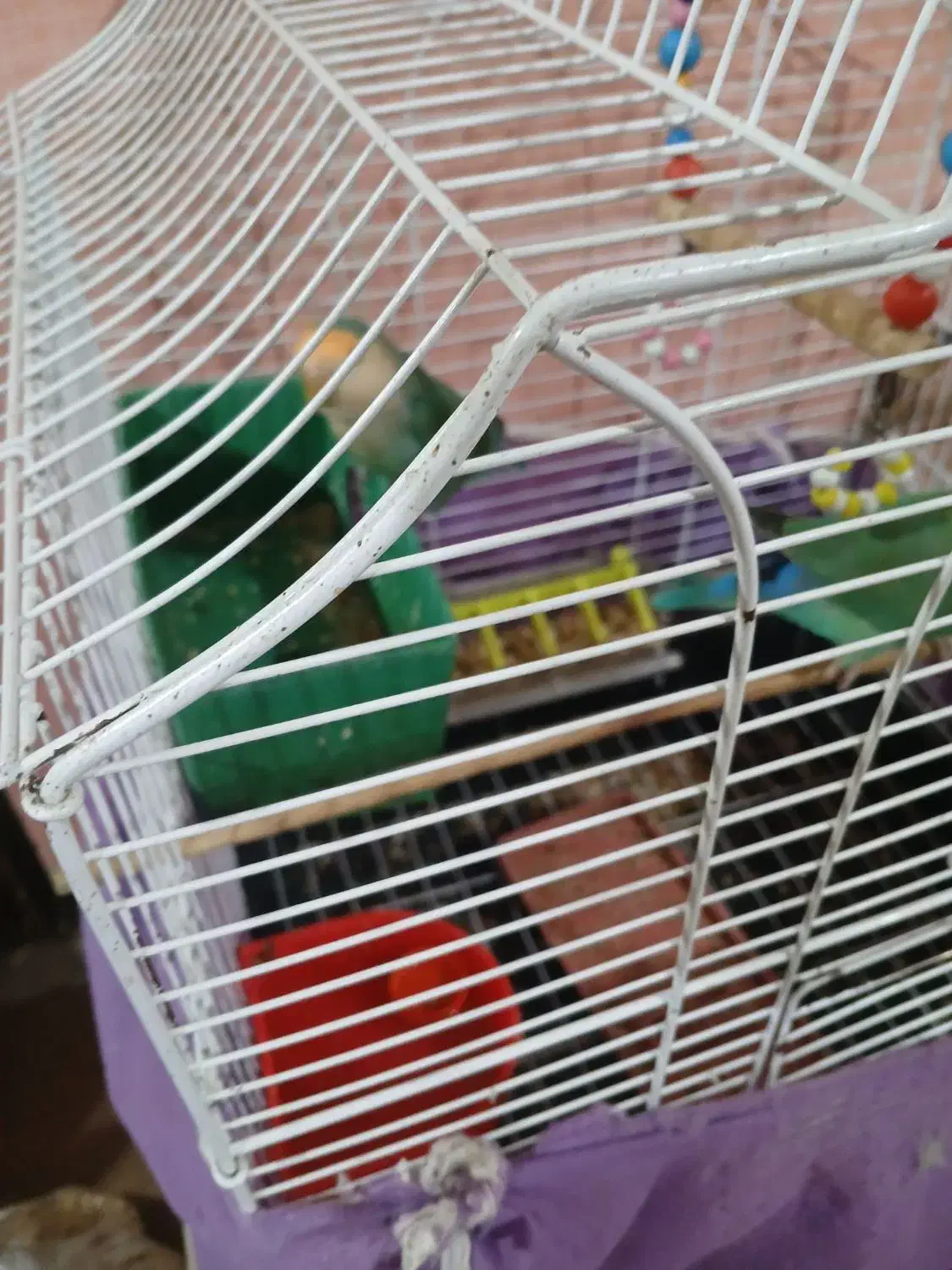 طوطی برزیلی|پرنده|ارومیه, |دیوار