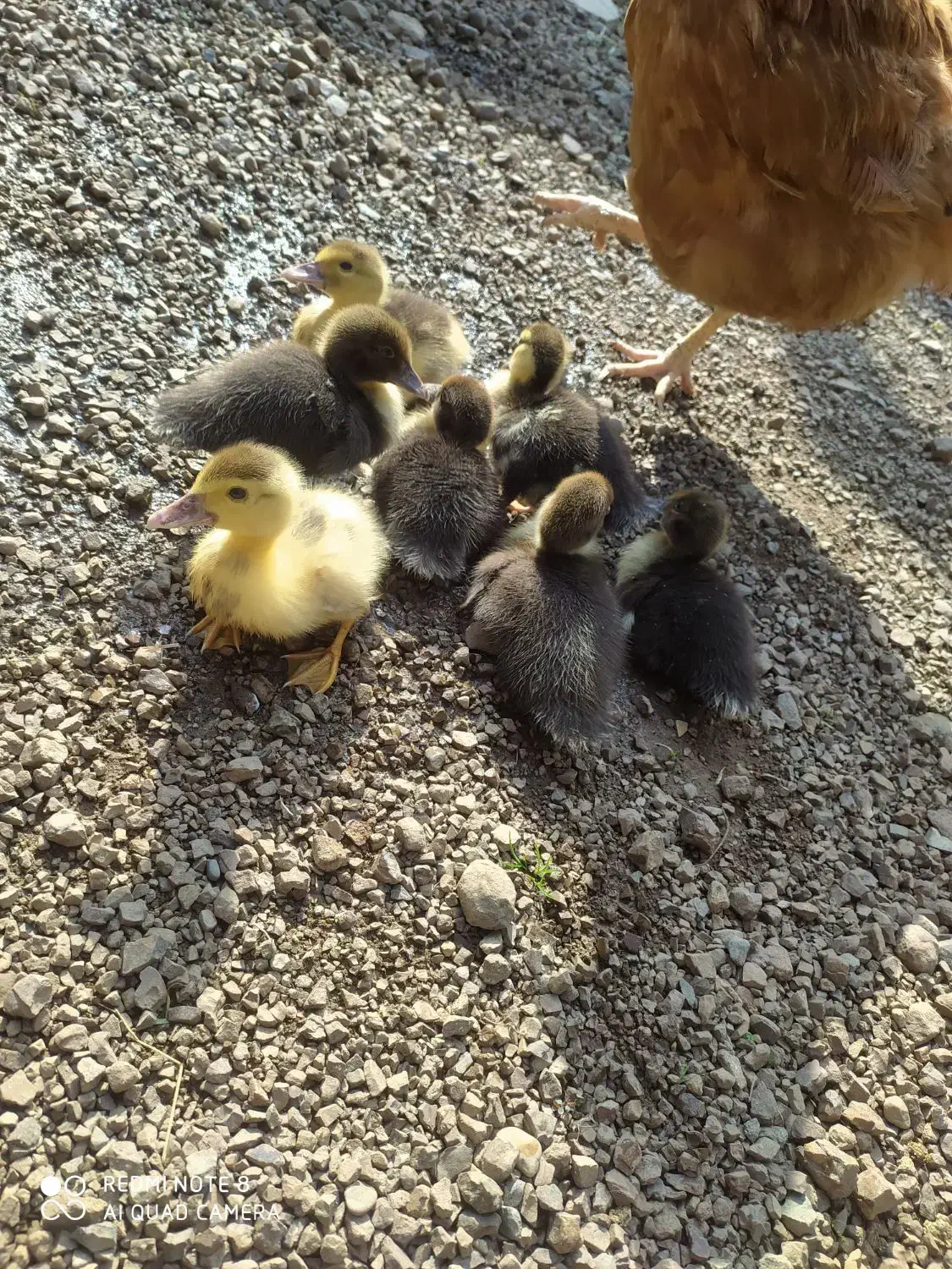 جوجه اردک اصلاحی ،اسراییلی ،روسی یاموسکویی|حیوانات مزرعه|رشت, جماران|دیوار