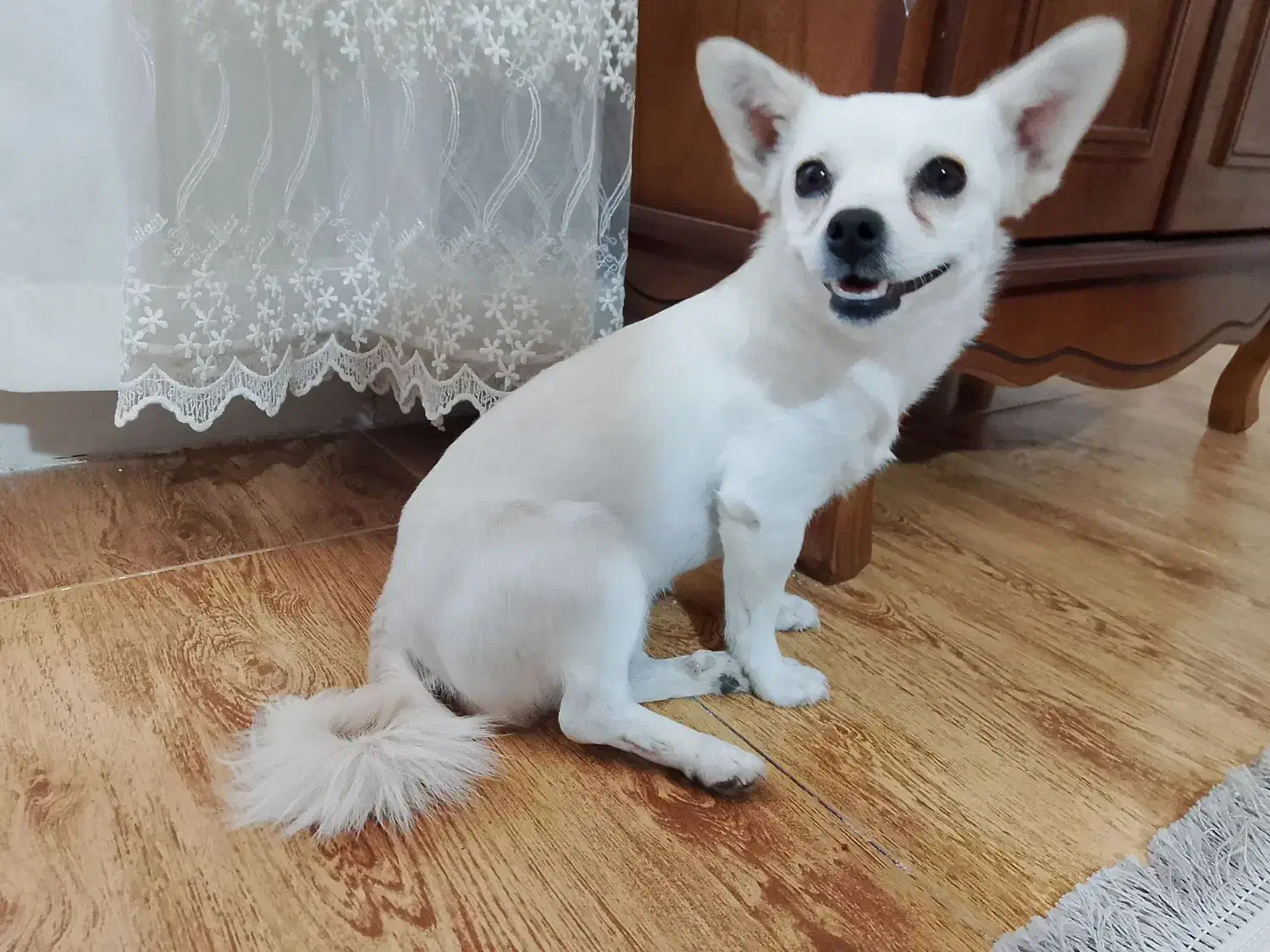 سگ اشتپیز|سگ|رفسنجان, |دیوار