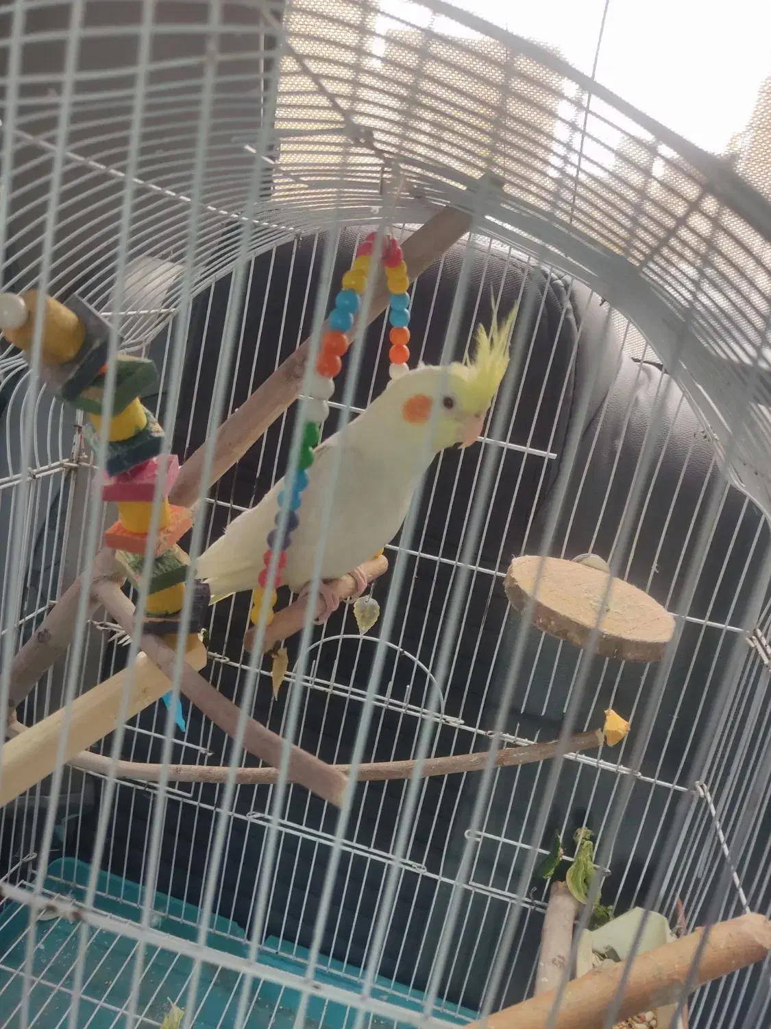 عروس هلندی|پرنده|فردوسیه, |دیوار