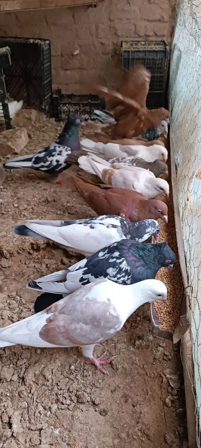 کبوتر جفت گیری|پرنده|خلیل آباد, |دیوار